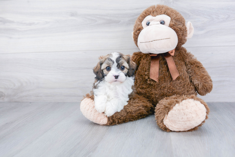 Playful Cavoodle Poodle Mix Puppy