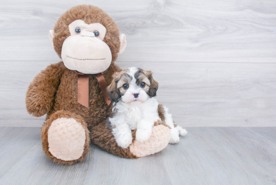 Cavapoo Pup Being Cute