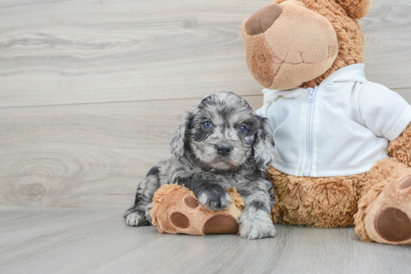Meet Tater - our Cavapoo Puppy Photo 1/3 - Premier Pups
