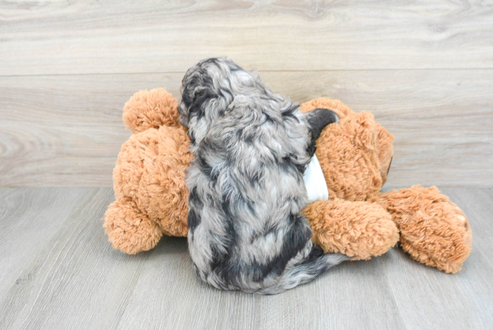 Cavapoo Puppy for Adoption