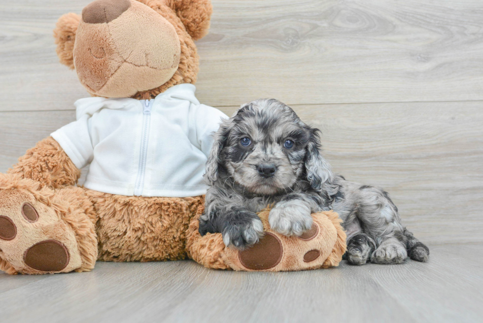 Best Cavapoo Baby