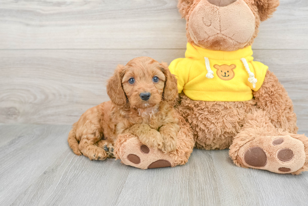 Cavapoo Pup Being Cute