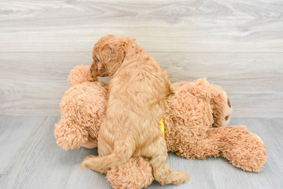 Adorable Cavoodle Poodle Mix Puppy