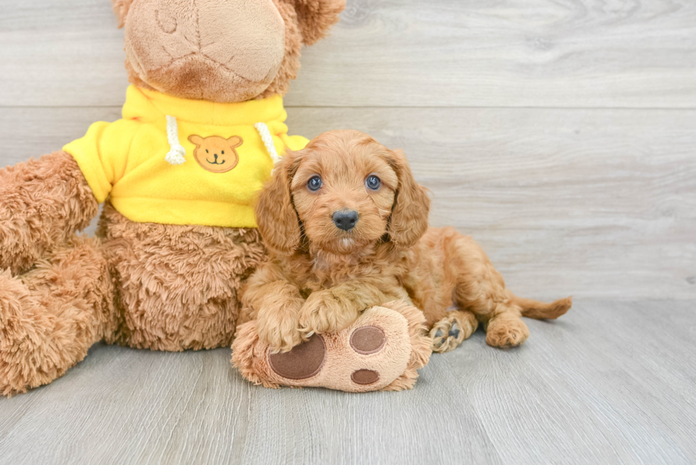 Cavapoo Pup Being Cute