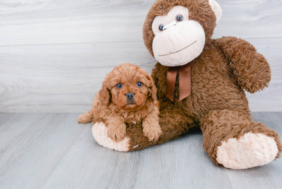 Popular Cavapoo Poodle Mix Pup