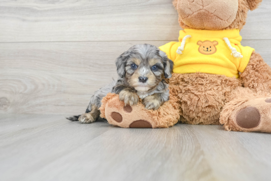 Petite Cavapoo Poodle Mix Pup