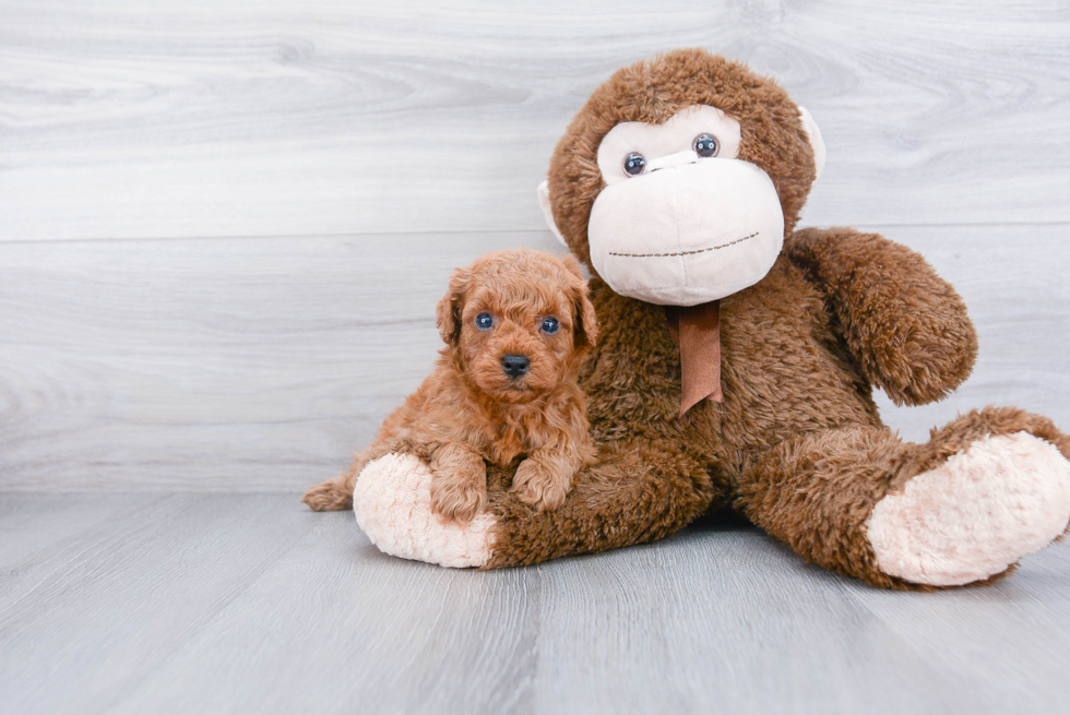 Small Cavapoo Baby