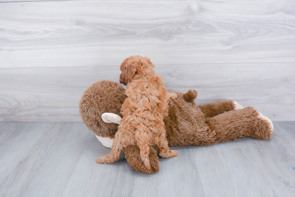 Cavapoo Pup Being Cute