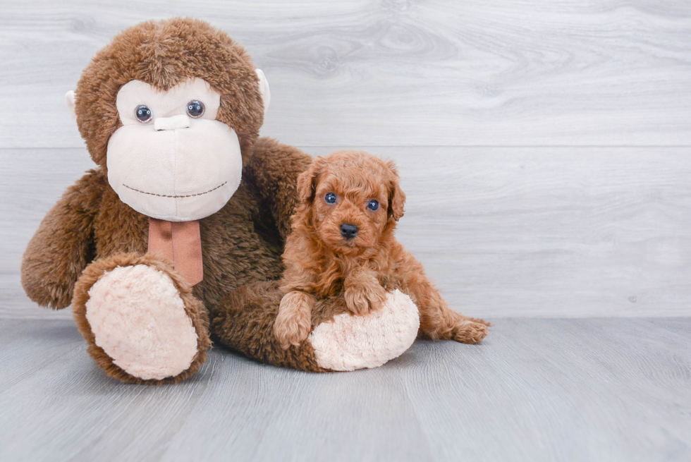 Best Cavapoo Baby