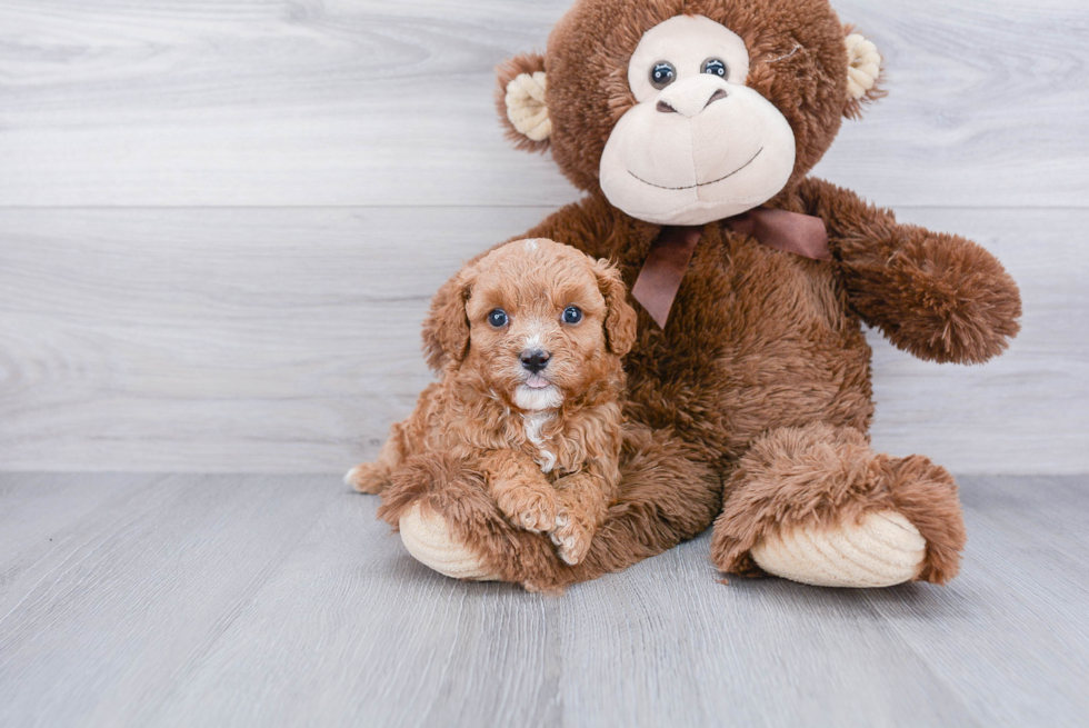 Best Cavapoo Baby