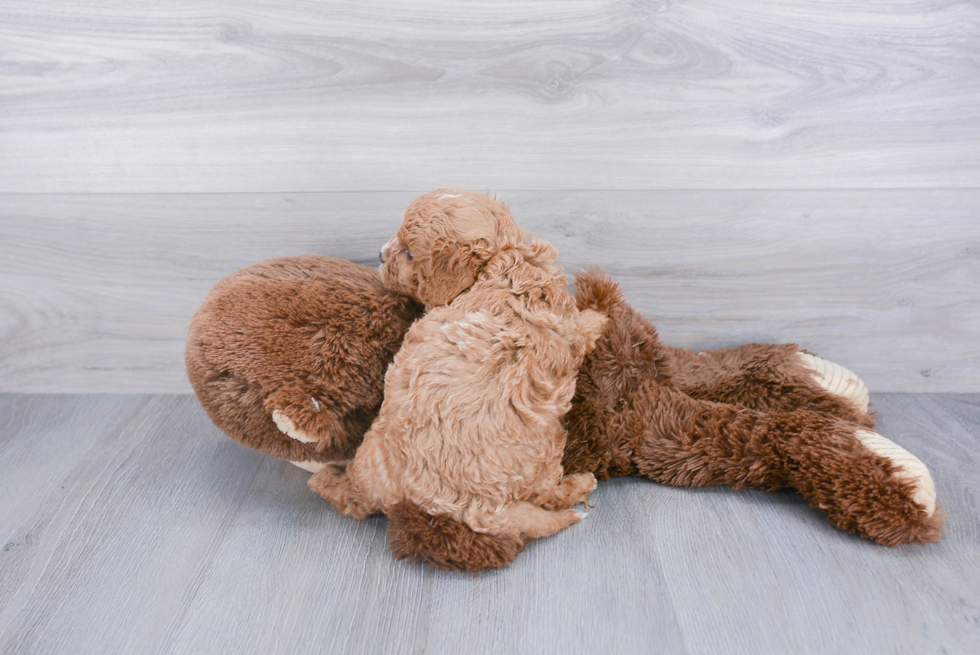 Happy Cavapoo Baby