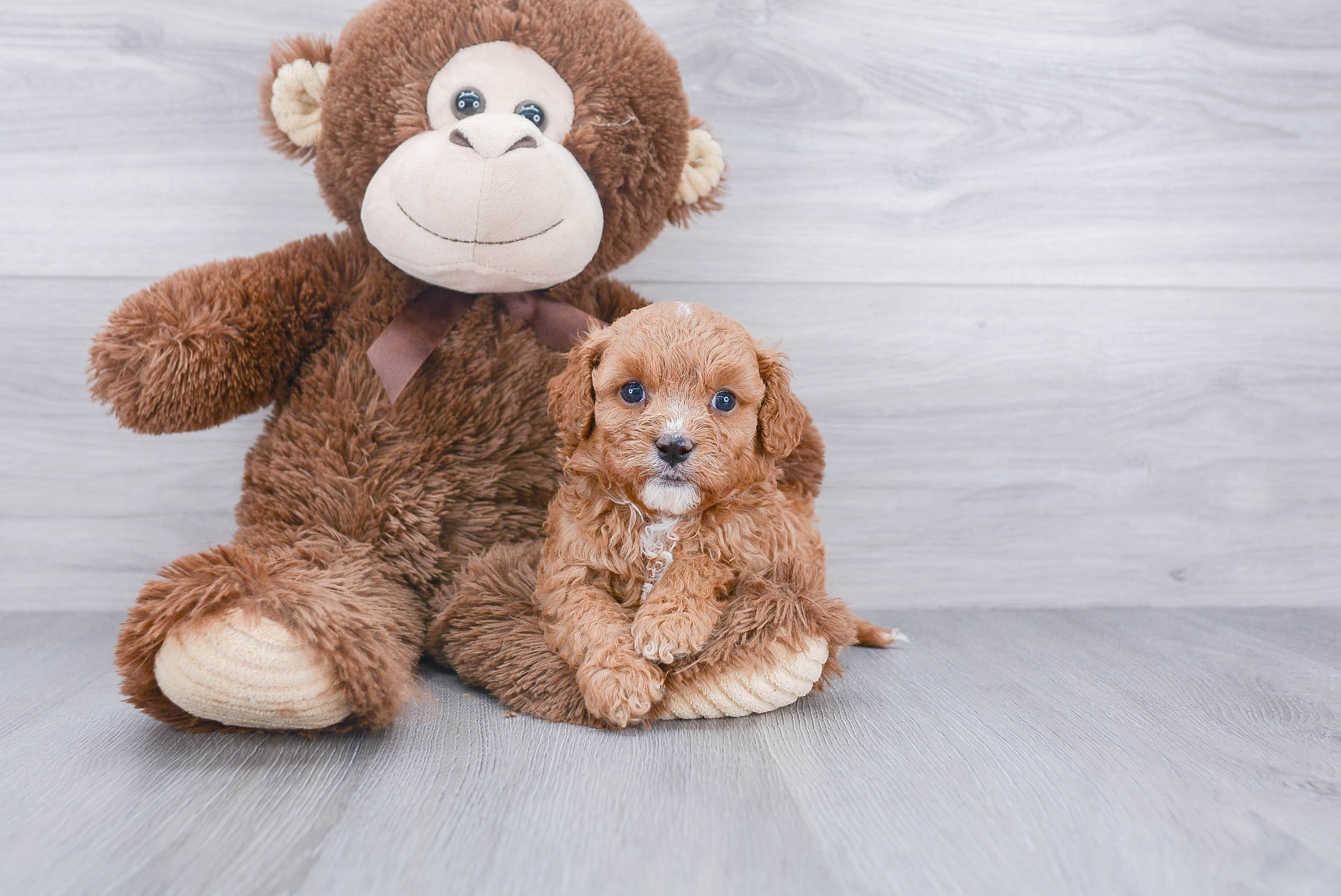 Hypoallergenic Cavoodle Poodle Mix Puppy