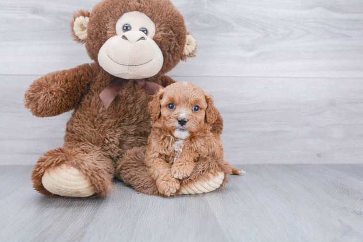 Hypoallergenic Cavoodle Poodle Mix Puppy