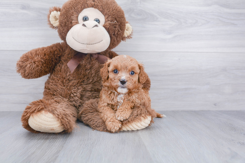 Hypoallergenic Cavoodle Poodle Mix Puppy