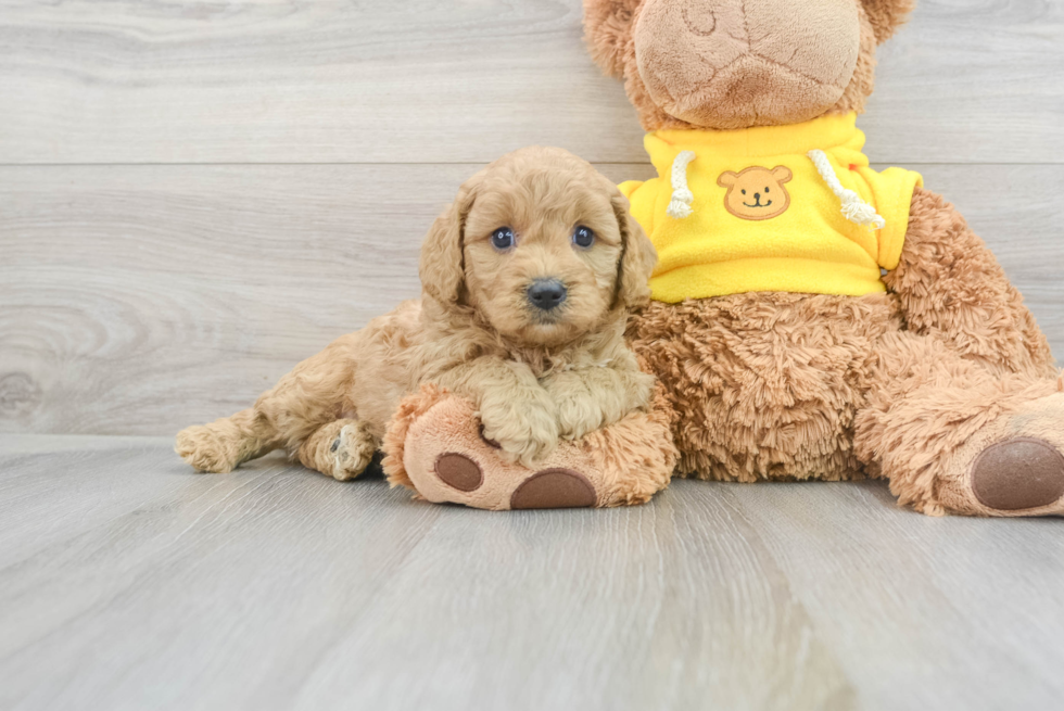 Little Cavoodle Poodle Mix Puppy