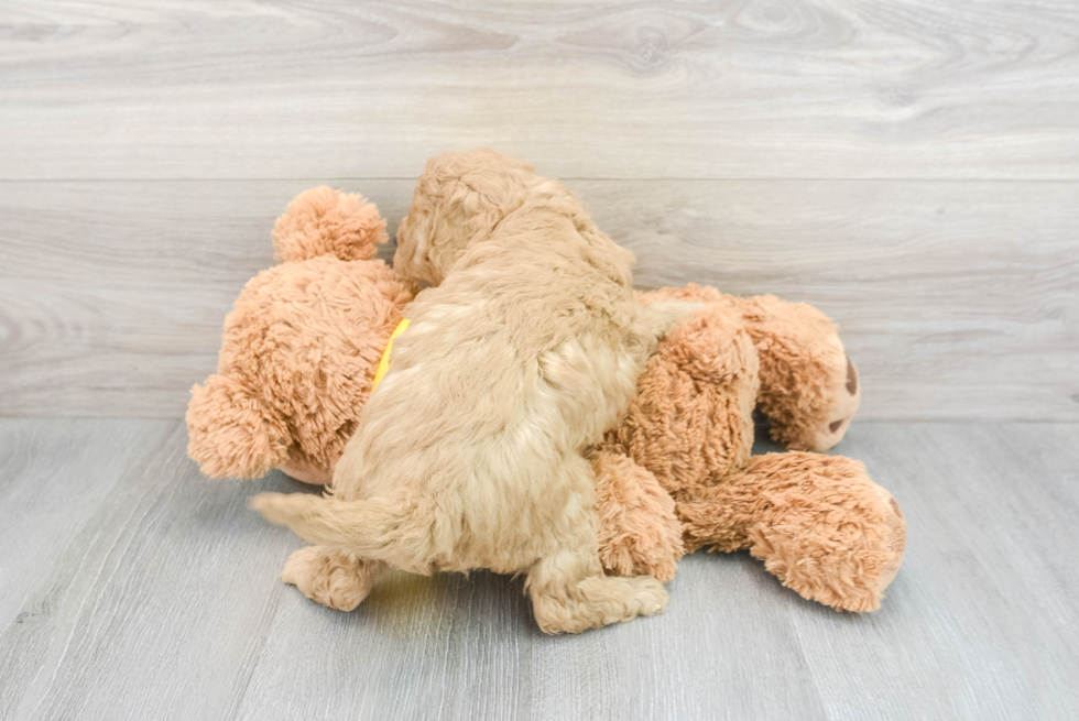 Energetic Cavoodle Poodle Mix Puppy