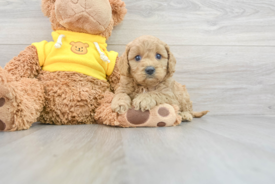 Cavapoo Pup Being Cute