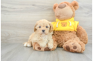 Best Cavapoo Baby