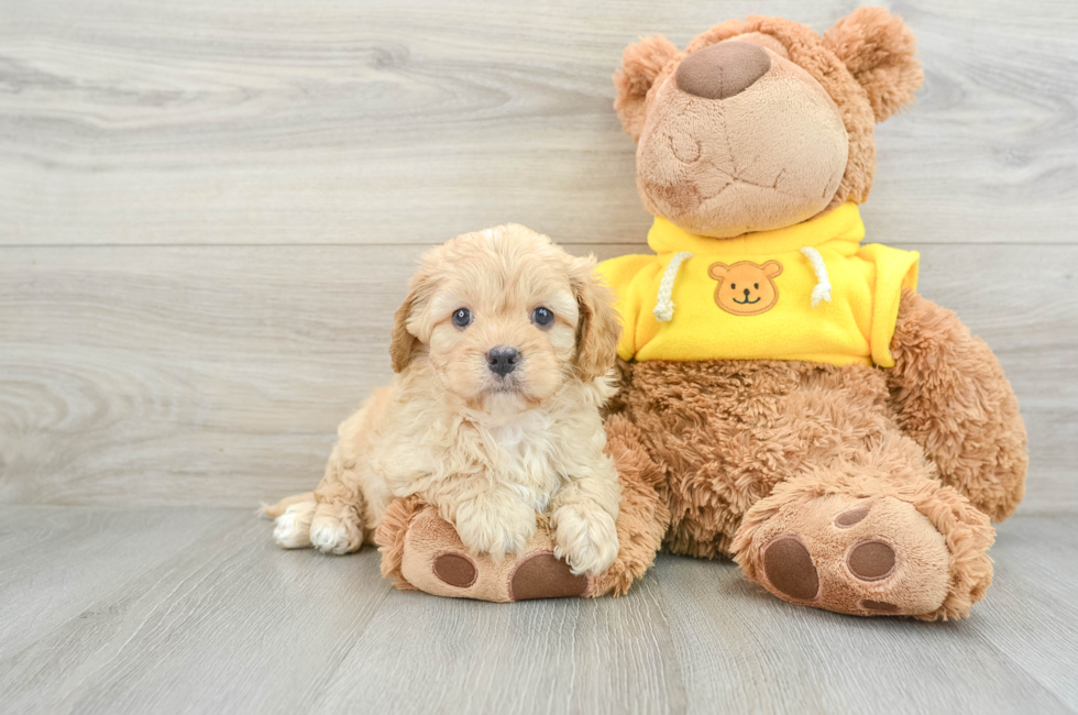 8 week old Cavapoo Puppy For Sale - Premier Pups