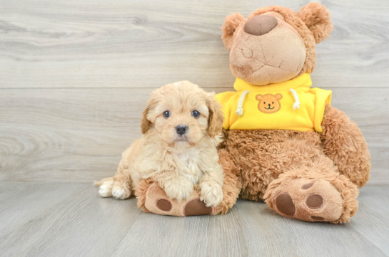 Best Cavapoo Baby