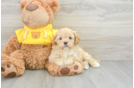 Sweet Cavapoo Baby