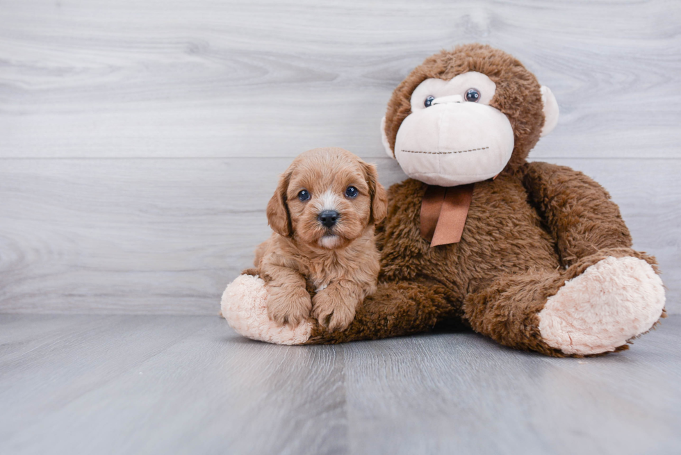 Funny Cavapoo Poodle Mix Pup