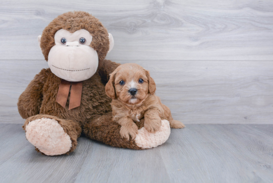 Smart Cavapoo Poodle Mix Pup