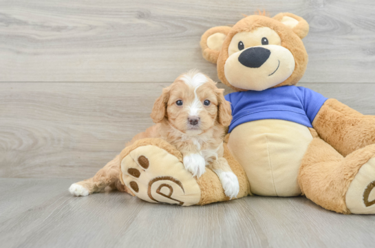 Cavapoo Puppy for Adoption