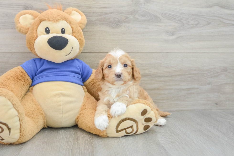 Cavapoo Puppy for Adoption