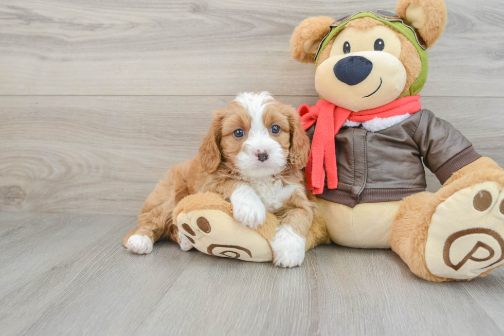 Cavapoo Pup Being Cute