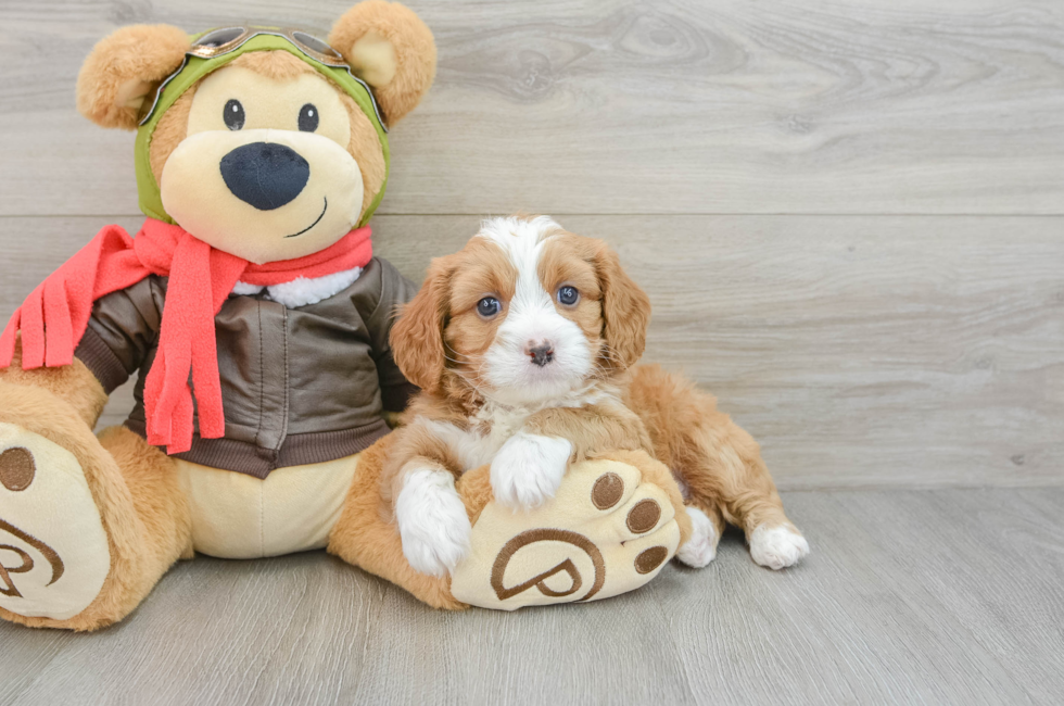 5 week old Cavapoo Puppy For Sale - Premier Pups