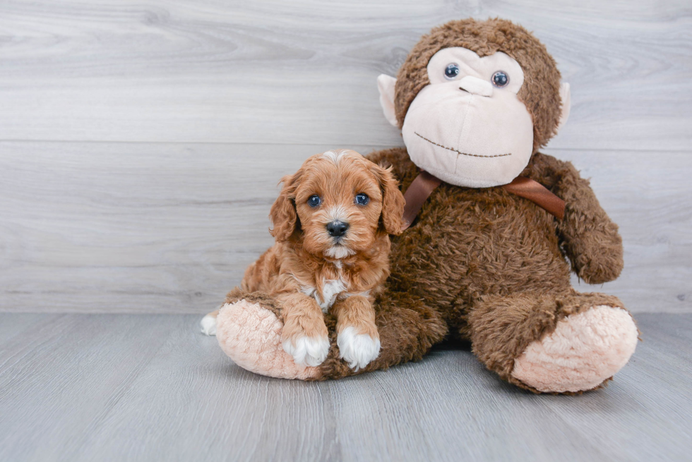 Cavapoo Puppy for Adoption