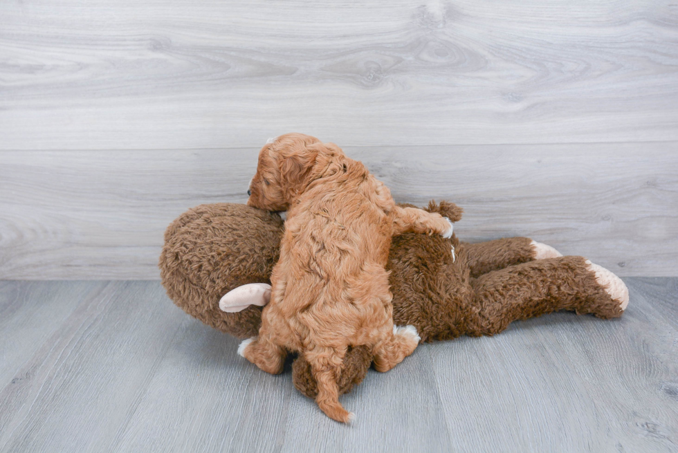 Fluffy Cavapoo Poodle Mix Pup