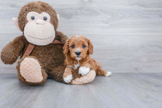 Adorable Cavoodle Poodle Mix Puppy