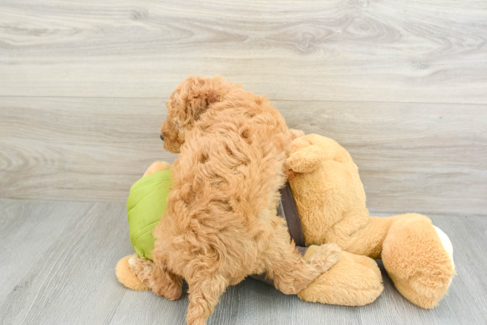 Adorable Cavalier King Charles Spaniel and Poodle Mix Poodle Mix Puppy