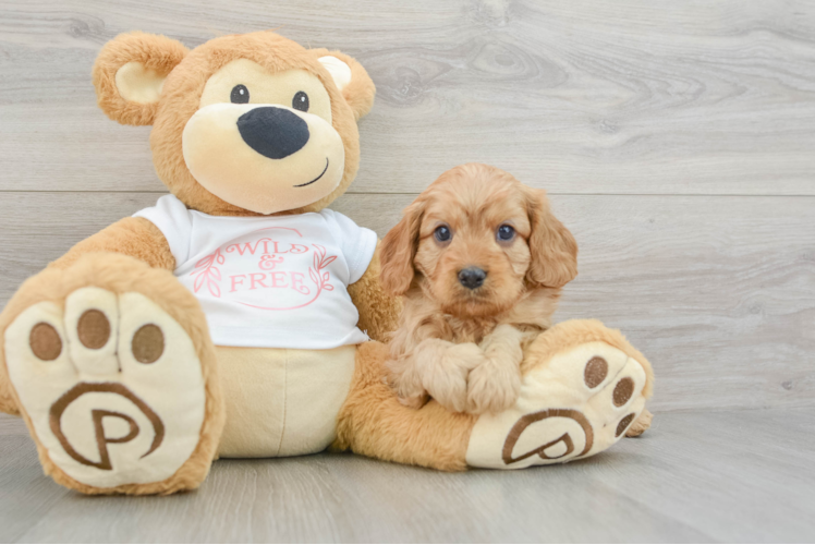 Funny Cavapoo Poodle Mix Pup