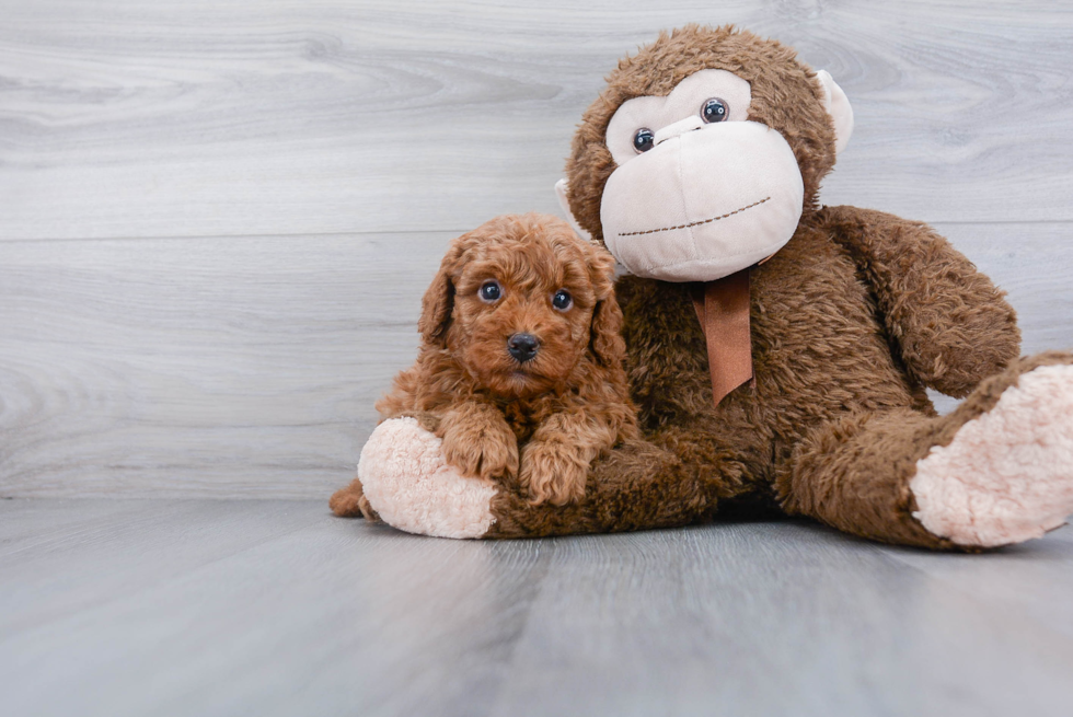 Friendly Cavapoo Baby