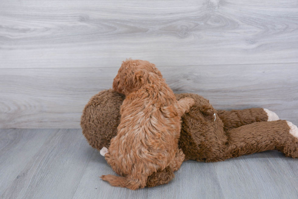 Little Cavoodle Poodle Mix Puppy