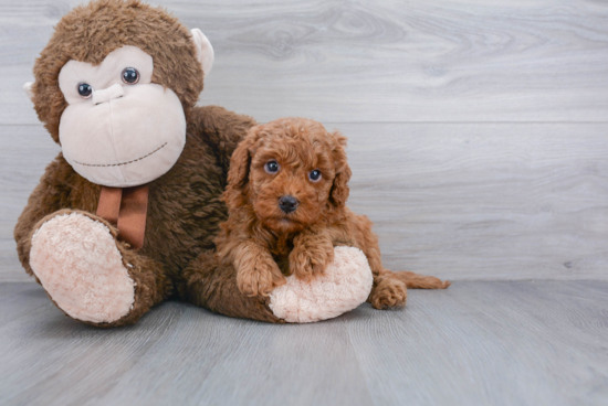 Petite Cavapoo Poodle Mix Pup