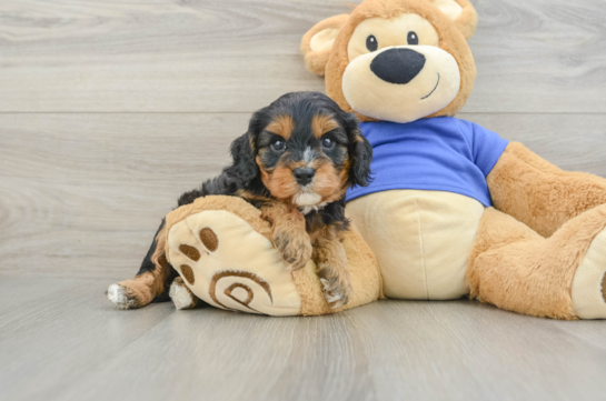 Petite Cavapoo Poodle Mix Pup
