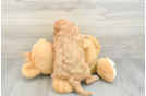 Happy Cavapoo Baby