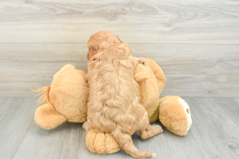 Happy Cavapoo Baby