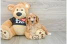 Sweet Cavapoo Baby