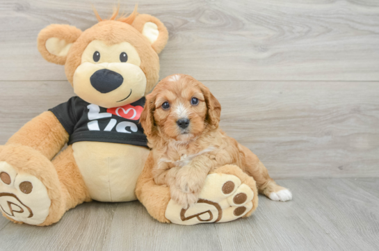 Sweet Cavapoo Baby