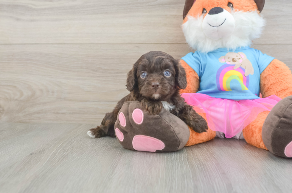 5 week old Cavapoo Puppy For Sale - Premier Pups