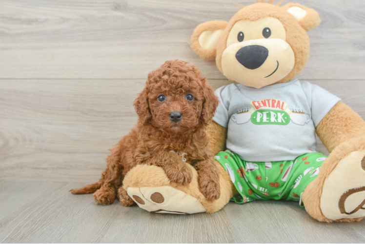 Best Cavapoo Baby