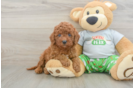 Best Cavapoo Baby