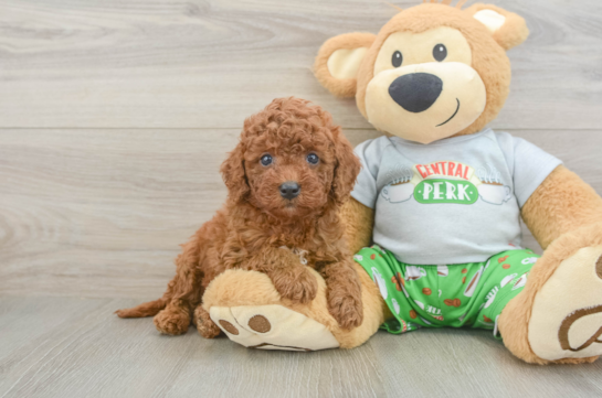Best Cavapoo Baby