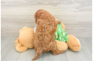 Happy Cavapoo Baby