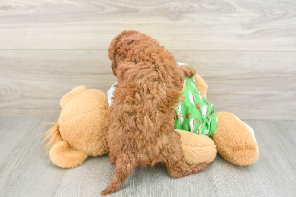 Happy Cavapoo Baby